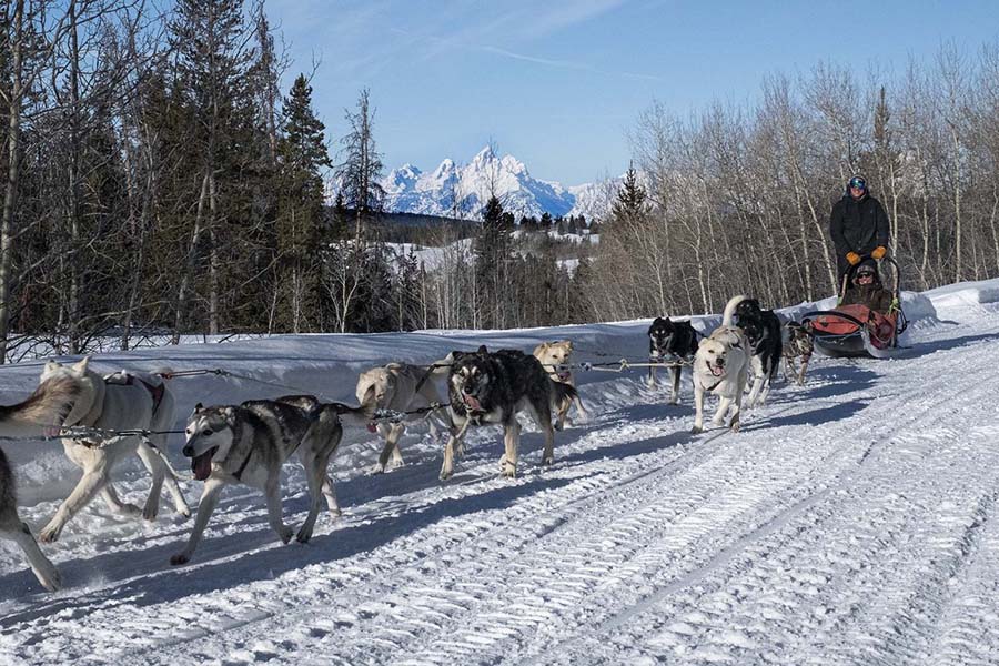 Go Dog Sledding!