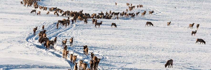 Visit the National Elk Refuge in Jackson Hole